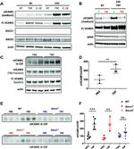 VCAM-1 Antibody in Western Blot (WB)