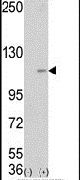 LSD1 Antibody in Western Blot (WB)