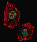 LSD1 Antibody in Immunocytochemistry (ICC/IF)