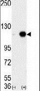 LSD1 Antibody in Western Blot (WB)