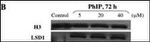 LSD1 Antibody in Western Blot (WB)