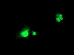 LSM1 Antibody in Immunocytochemistry (ICC/IF)