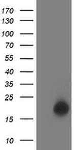 LSM1 Antibody in Western Blot (WB)