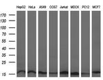 LSM1 Antibody in Western Blot (WB)