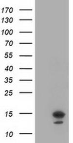 LSM1 Antibody in Western Blot (WB)