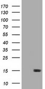 LSM1 Antibody in Western Blot (WB)