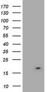 LSM1 Antibody in Western Blot (WB)