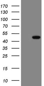 LSM11 Antibody in Western Blot (WB)