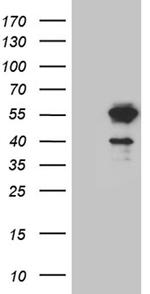 LSM11 Antibody in Western Blot (WB)