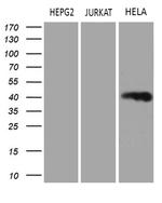 LSM11 Antibody in Western Blot (WB)