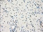 LTA4H Antibody in Immunohistochemistry (Paraffin) (IHC (P))