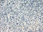LTA4H Antibody in Immunohistochemistry (Paraffin) (IHC (P))