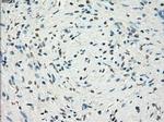 LTA4H Antibody in Immunohistochemistry (Paraffin) (IHC (P))