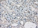 LTA4H Antibody in Immunohistochemistry (Paraffin) (IHC (P))
