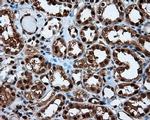 LTA4H Antibody in Immunohistochemistry (Paraffin) (IHC (P))
