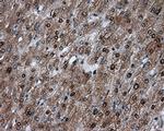 LTA4H Antibody in Immunohistochemistry (Paraffin) (IHC (P))