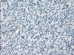 LTA4H Antibody in Immunohistochemistry (Paraffin) (IHC (P))