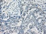 LTA4H Antibody in Immunohistochemistry (Paraffin) (IHC (P))