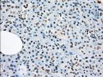 LTA4H Antibody in Immunohistochemistry (Paraffin) (IHC (P))