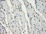 LTA4H Antibody in Immunohistochemistry (Paraffin) (IHC (P))