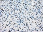 LTA4H Antibody in Immunohistochemistry (Paraffin) (IHC (P))
