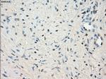 LTA4H Antibody in Immunohistochemistry (Paraffin) (IHC (P))