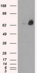 LTA4H Antibody in Western Blot (WB)