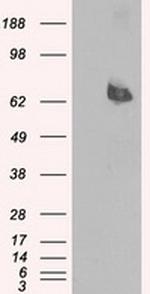 LTA4H Antibody in Western Blot (WB)