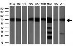 LTA4H Antibody in Western Blot (WB)