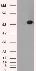 LTA4H Antibody in Western Blot (WB)