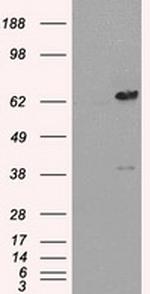 LTA4H Antibody in Western Blot (WB)
