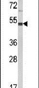LUC7L2 Antibody in Western Blot (WB)