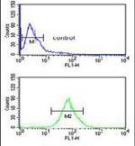 LUZP1 Antibody in Flow Cytometry (Flow)