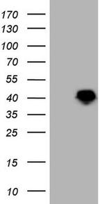 LUZP4 Antibody in Western Blot (WB)