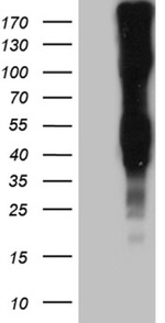 LY9 Antibody in Western Blot (WB)