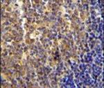 LYRM4 Antibody in Immunohistochemistry (IHC)