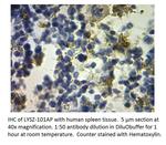 Lysozyme Polyclonal Antibody