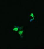 LYZ Antibody in Immunocytochemistry (ICC/IF)