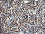 LYZ Antibody in Immunohistochemistry (Paraffin) (IHC (P))
