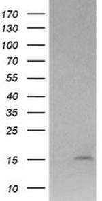 LYZ Antibody in Western Blot (WB)