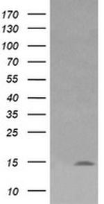 LYZ Antibody in Western Blot (WB)
