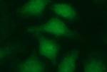 LZIC Antibody in Immunocytochemistry (ICC/IF)