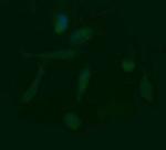 LZIC Antibody in Immunocytochemistry (ICC/IF)