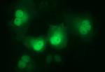 LZIC Antibody in Immunocytochemistry (ICC/IF)