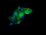 LZIC Antibody in Immunocytochemistry (ICC/IF)