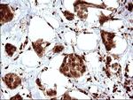 LZIC Antibody in Immunohistochemistry (Paraffin) (IHC (P))