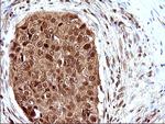 LZIC Antibody in Immunohistochemistry (Paraffin) (IHC (P))