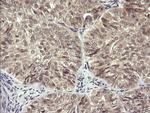 LZIC Antibody in Immunohistochemistry (Paraffin) (IHC (P))