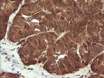 LZIC Antibody in Immunohistochemistry (Paraffin) (IHC (P))