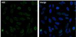 Lamin B2 Monoclonal Antibody (E-3), Alexa Fluor™ 488